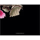 Black Poppy Initials Thank You Note Cards Image 2 of 3